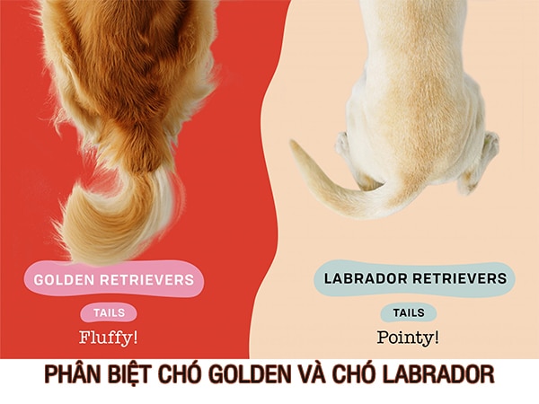 Phân biệt chó Labrador và chó Golden retriever