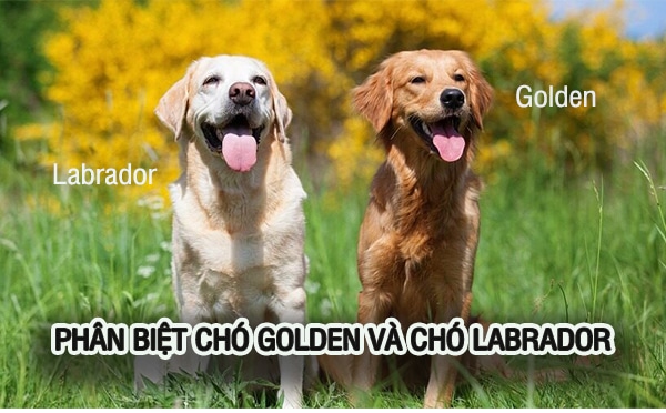 Phân biệt chó Labrador và chó Golden retriever