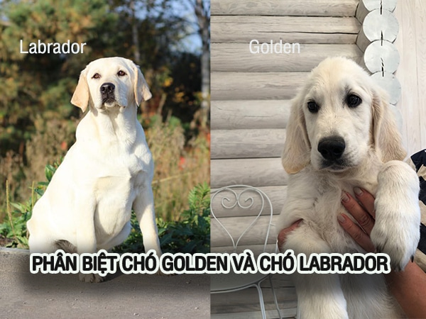 Phân biệt chó Labrador và chó Golden retriever