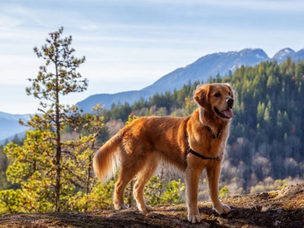 golden retriever - top 10 giống chó thông minh nhất thế giới