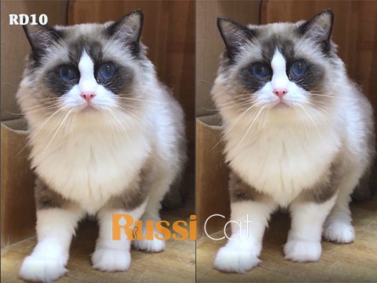 Ragdoll nhập Nga siêu đẹp