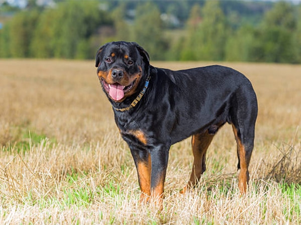 Rottweiler - top 10 giống chó thông minh nhất