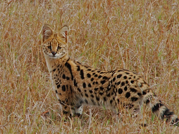 Serval và điều bạn chưa biết về mèo Serval - Linh miêu đồng cỏ