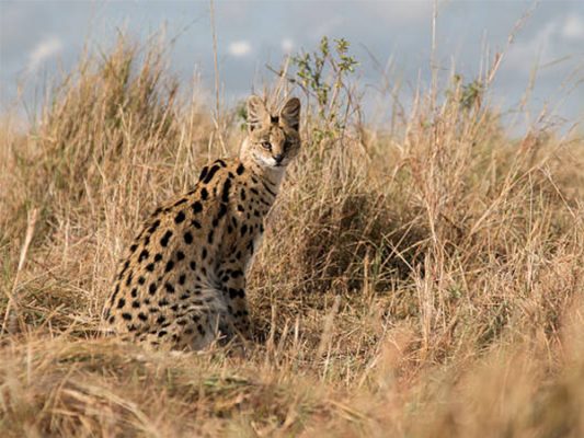 Serval và điều bạn chưa biết về mèo Serval