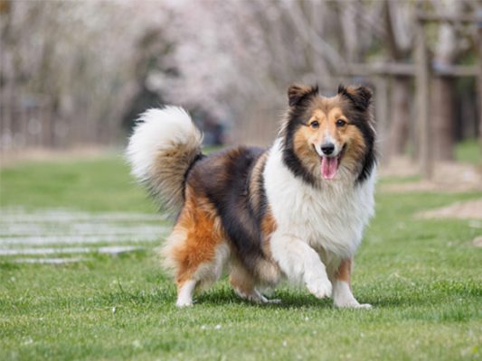 Shetland sheepdog - top 10 giống chó thông minh nhất