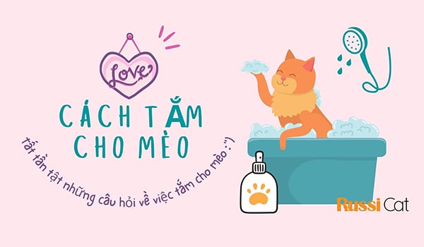 CÁCH TẮM CHO MÈO