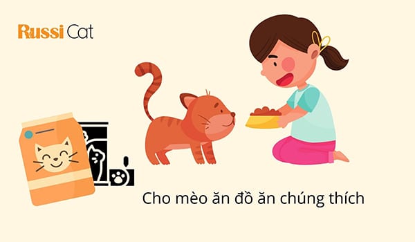 Phương pháp trấn an mèo hiệu quả