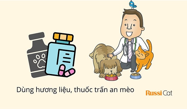 Phương pháp trấn an mèo hiệu quả