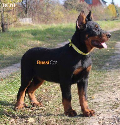 Chó Beauceron nhập Nga