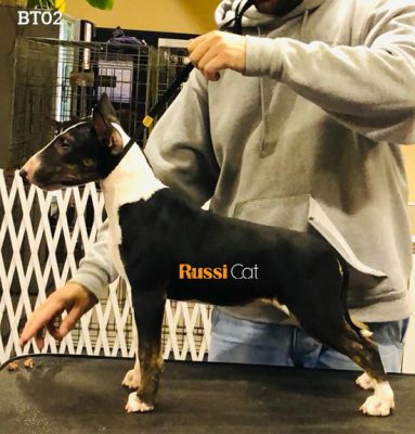 Chó Bull terrier mini nhập Nga