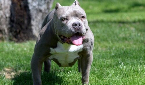 GIÁ CHÓ BULLY MỸ, NGUỒN GỐC, ĐẶC ĐIỂM VÀ NƠI MUA CHÓ BULLY – RussiCat