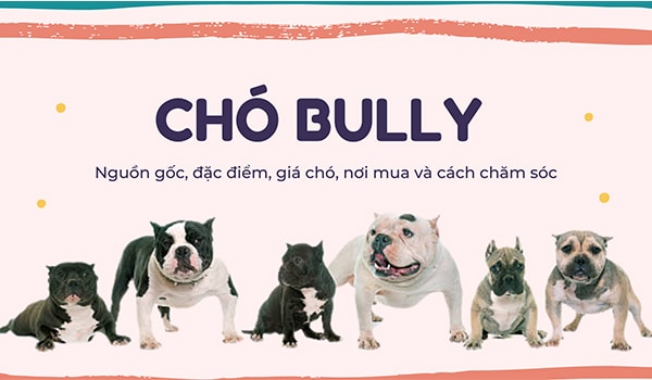 Chó Bully, giá chó bully, nguồn gốc và đặc điểm chó bully