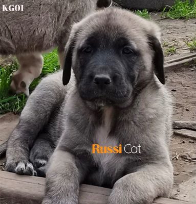 Chó Kangal nhập Nga