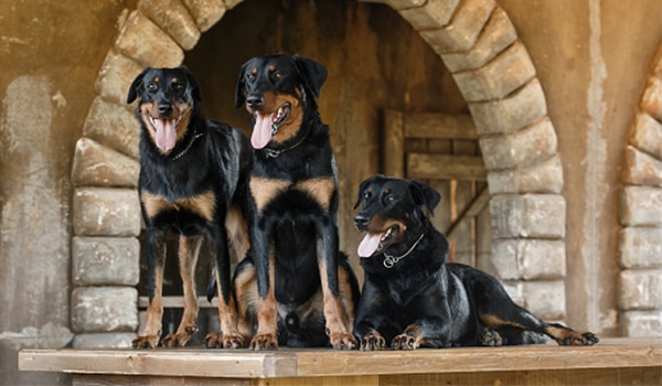 Chó beauceron, giá chó beauceron