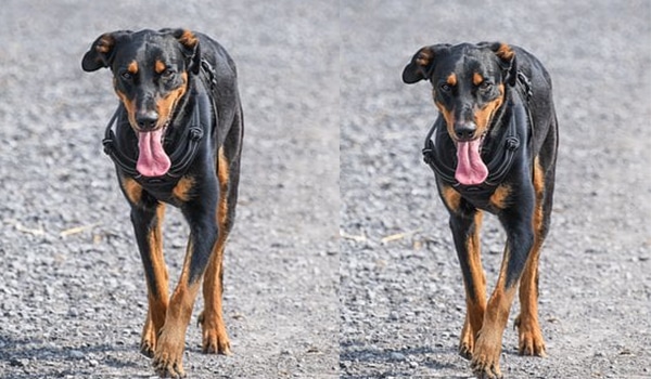 Chó beauceron, giá chó beauceron