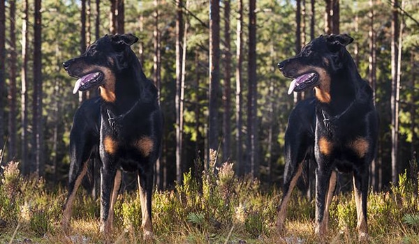 Chó beauceron, giá chó beauceron