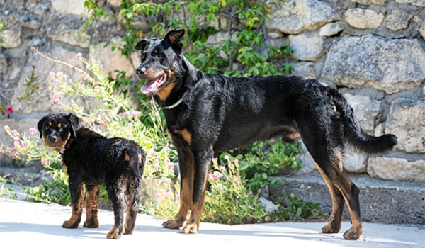 Chó beauceron, giá chó beauceron