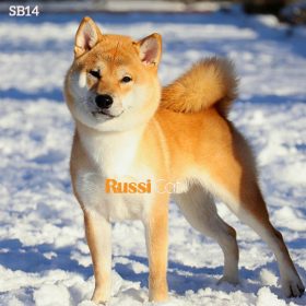 Chó shiba nhập Nga giải champion