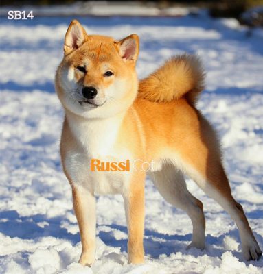 Chó shiba nhập Nga giải champion