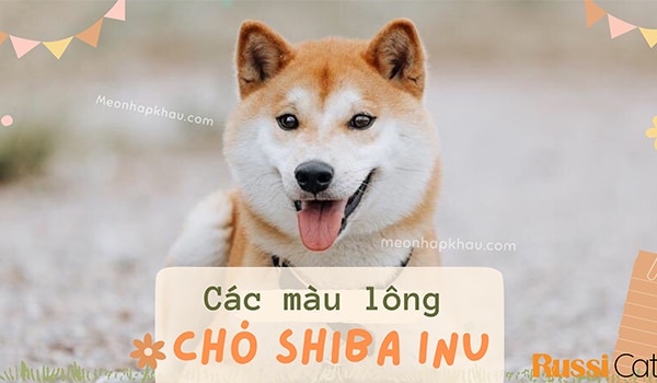 Chó Shiba - Nếu bạn yêu thích các giống chó nhỏ, đáng yêu và thông minh, hãy xem hình ảnh của chó Shiba! Đây là một trong những giống chó Nhật Bản phổ biến nhất trên thế giới. Với bộ lông dày và màu sắc đa dạng, Shiba là một trong những giống chó đáng yêu nhất mà bạn sẽ từng nhìn thấy.
