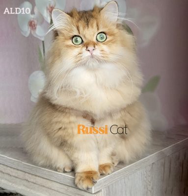 Mèo Anh lông dài nhập Nga
