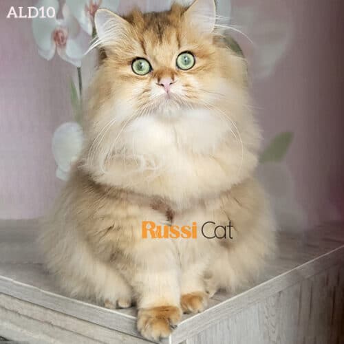 Mèo Anh lông dài nhập Nga