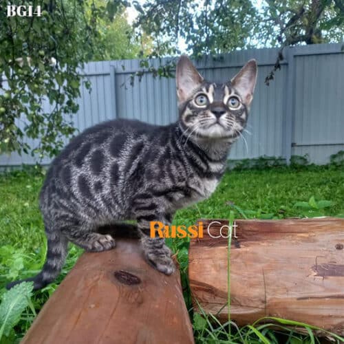 Mèo Bengal nhập Nga charcoal