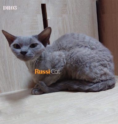 Mèo Devon Rex nhập Nga