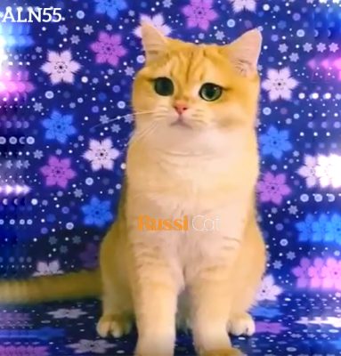 Mèo aln golden ny12 nhập Nga