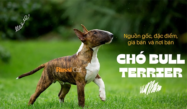 Nguồn gốc, đặc điểm, giá chó Bull Terrier