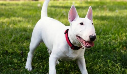 Chó Bull Terrier - RUSSICAT | meonhapkhau.com
