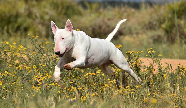 Nguồn gốc, đặc điểm, giá chó Bull Terrier