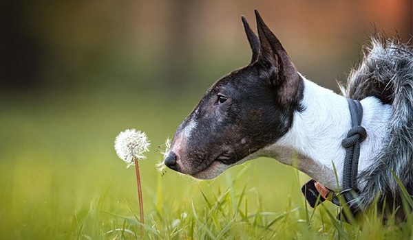 Nguồn gốc, đặc điểm, giá chó Bull Terrier