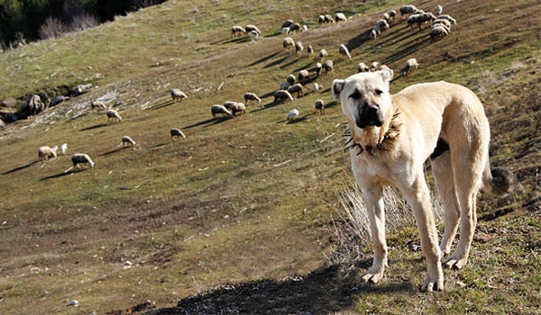 Nguồn gốc, đặc điểm và giá chó Kangal