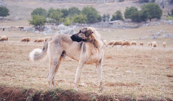 Nguồn gốc, đặc điểm và giá chó Kangal