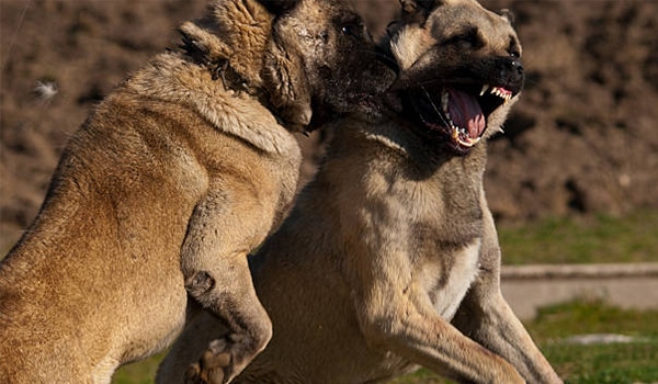 Nguồn gốc, đặc điểm và giá chó Kangal