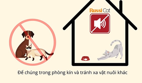 Phương pháp trấn an mèo hiệu quả