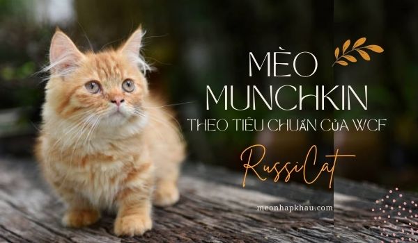 Tiêu chuẩn mèo Munchkin theo WCF