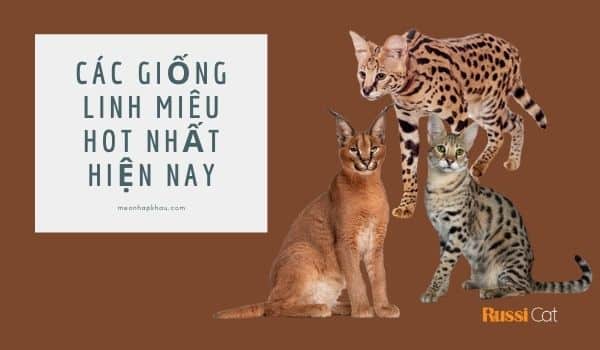 Các giống linh miêu hot nhất hiện nay