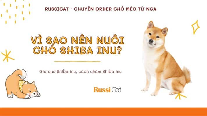 Vì sao bạn nên nuôi chó shiba