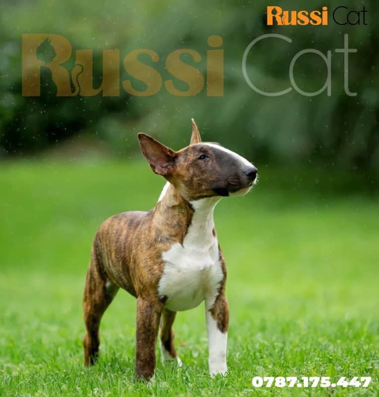 Chó Bull Terrier - RUSSICAT | meonhapkhau.com