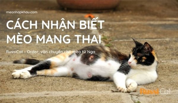 Cách nhận biết mèo mang thai