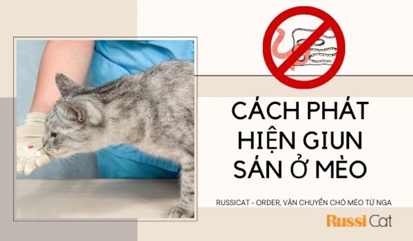 CÁCH PHÁT HIỆN GIUN SÁN Ở MÈO