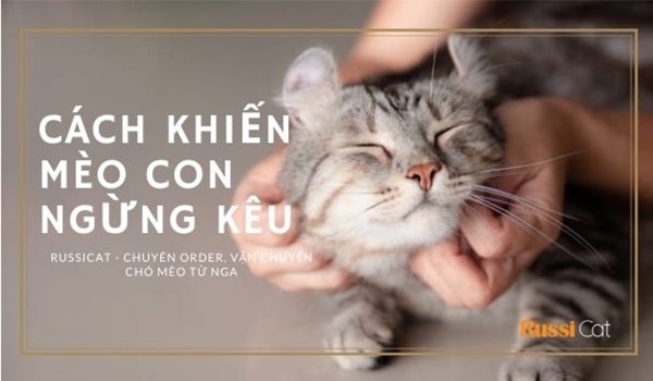 Cách khiến mèo con ngừng kêu