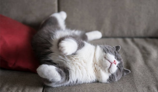 Cách phát hiện giun sán ở mèo - kiểm tra nơi mèo hay ngủ