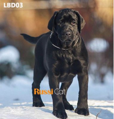 Chó Labrador nhập Nga, màu đen