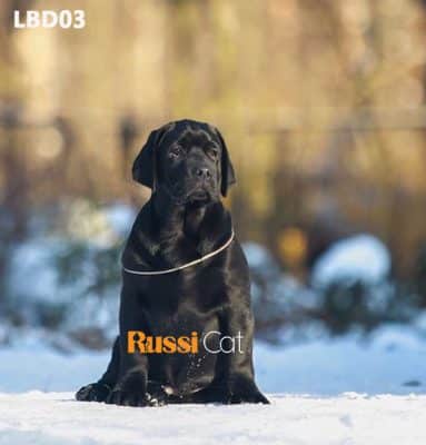 Chó Labrador nhập Nga, màu đen