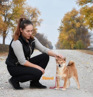 Chó shiba nhập Nga