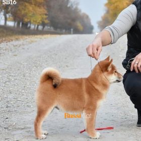 Chó shiba nhập Nga