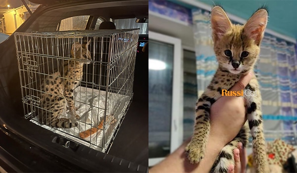 Hành trình đưa mèo serval, savannah về Việt Nam